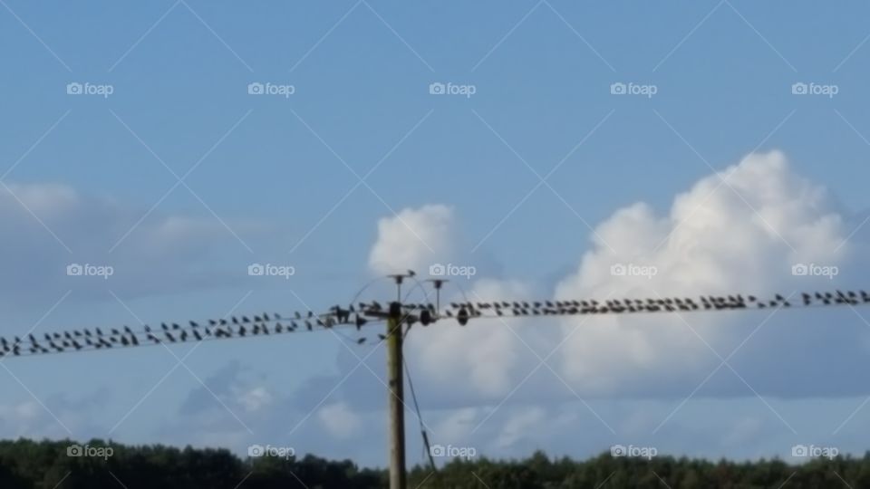 birds