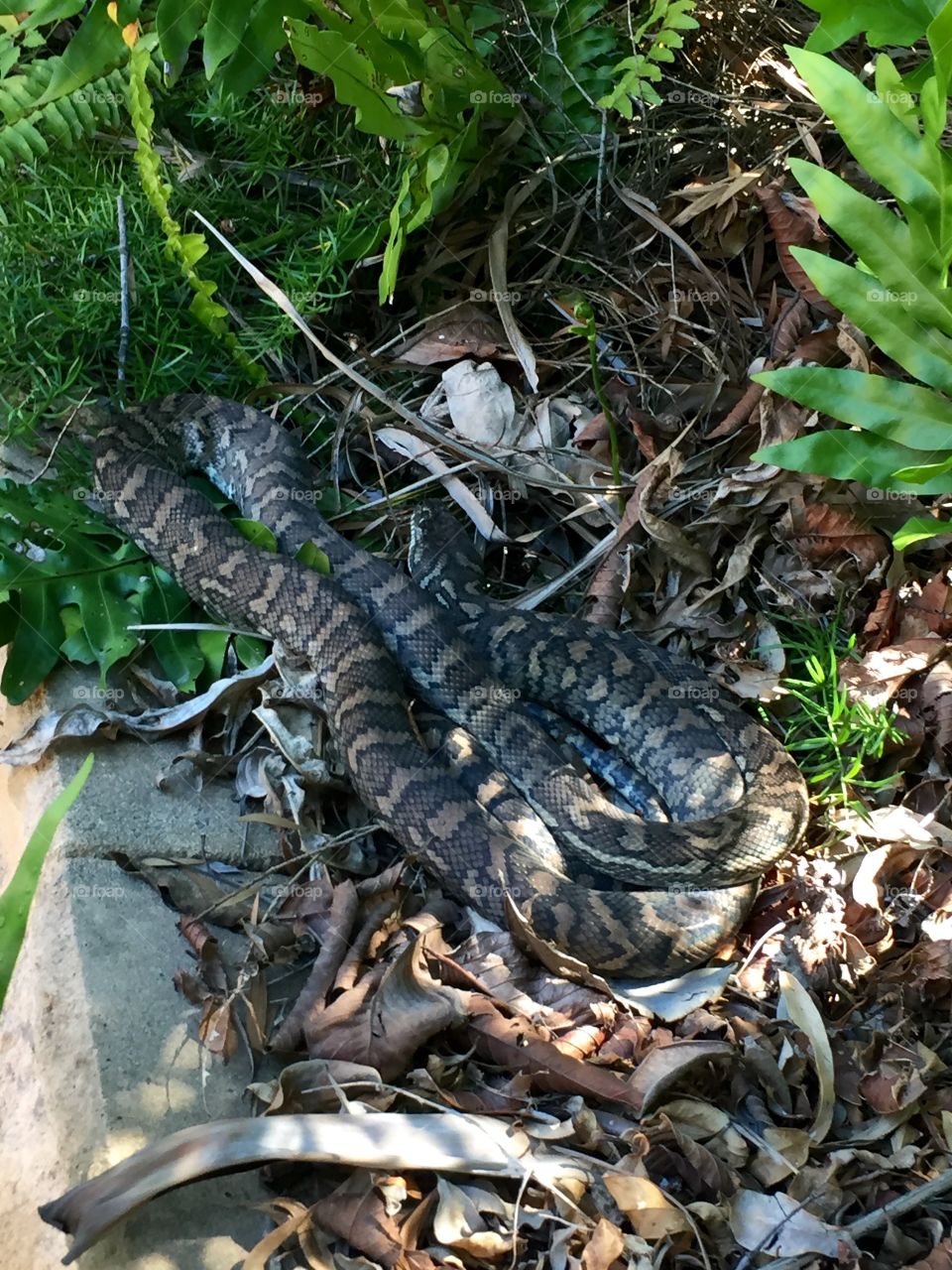 Python in yard