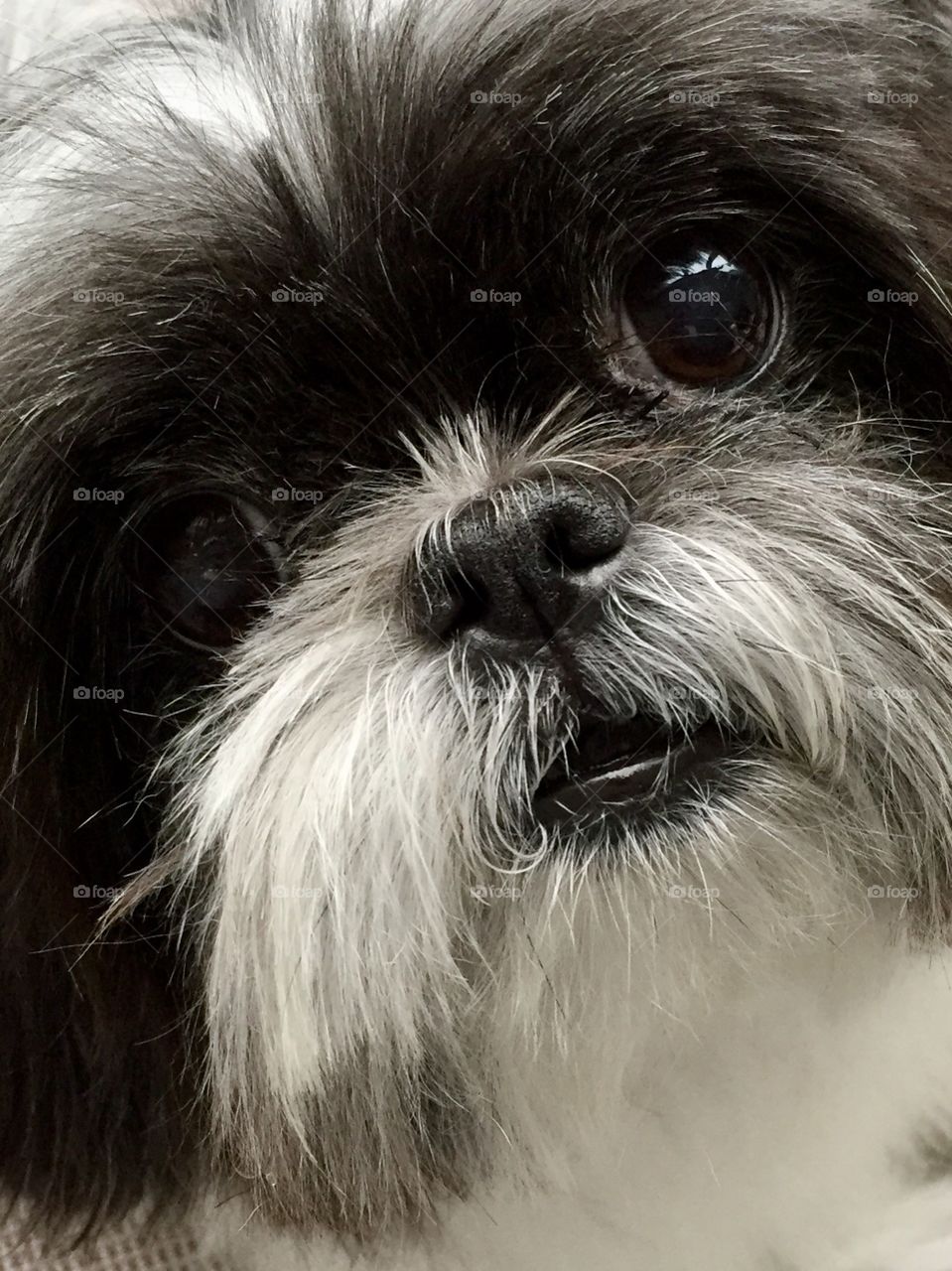 Shih Tzu - close up