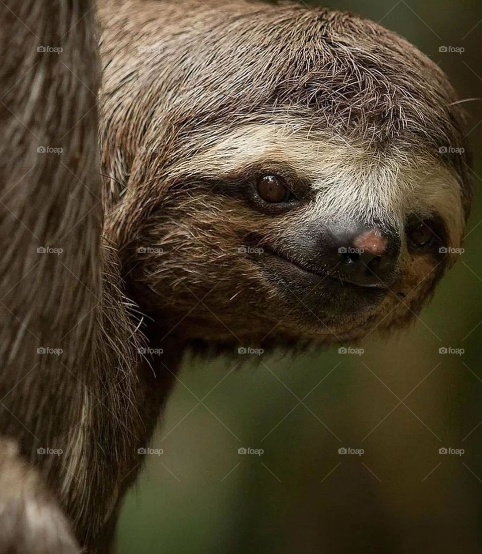 This sloths is most special and is found in very few areas.