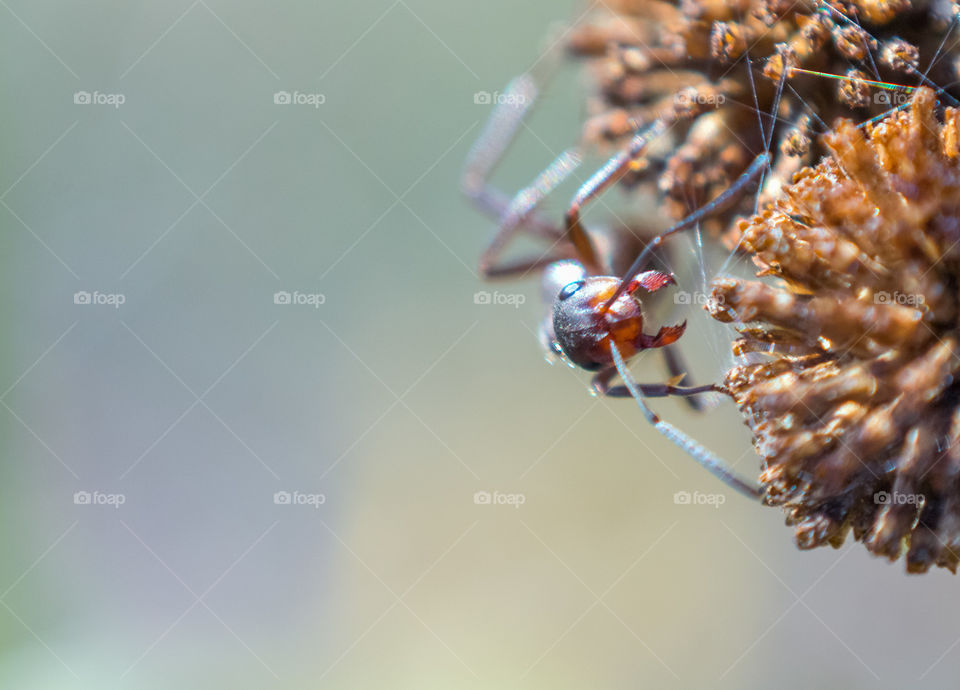 Ant macro closeup view