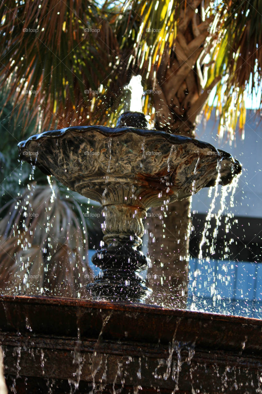 south carolina tree palm water by hayen