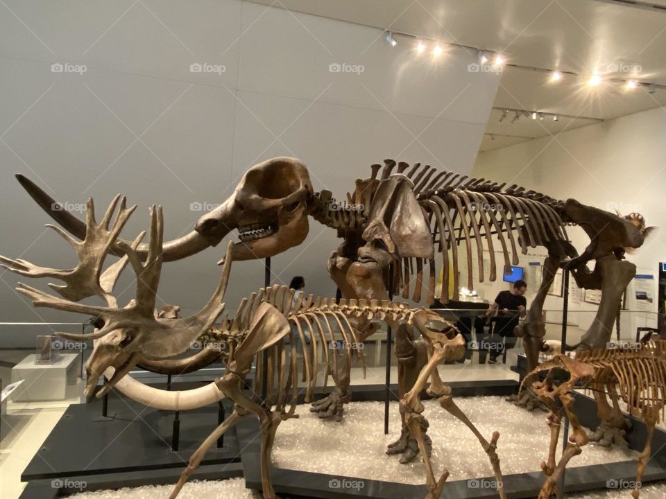 Ancient animals bones 