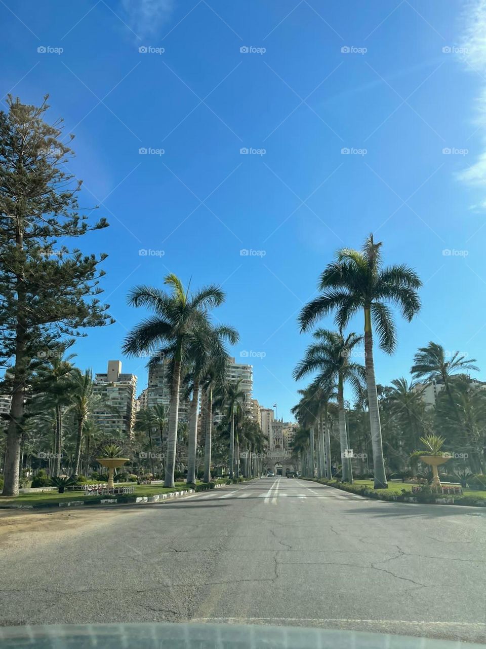 beautiful trees🌴🌴