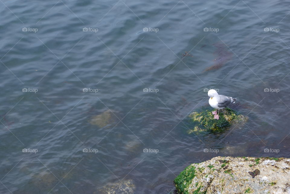 Seagull 