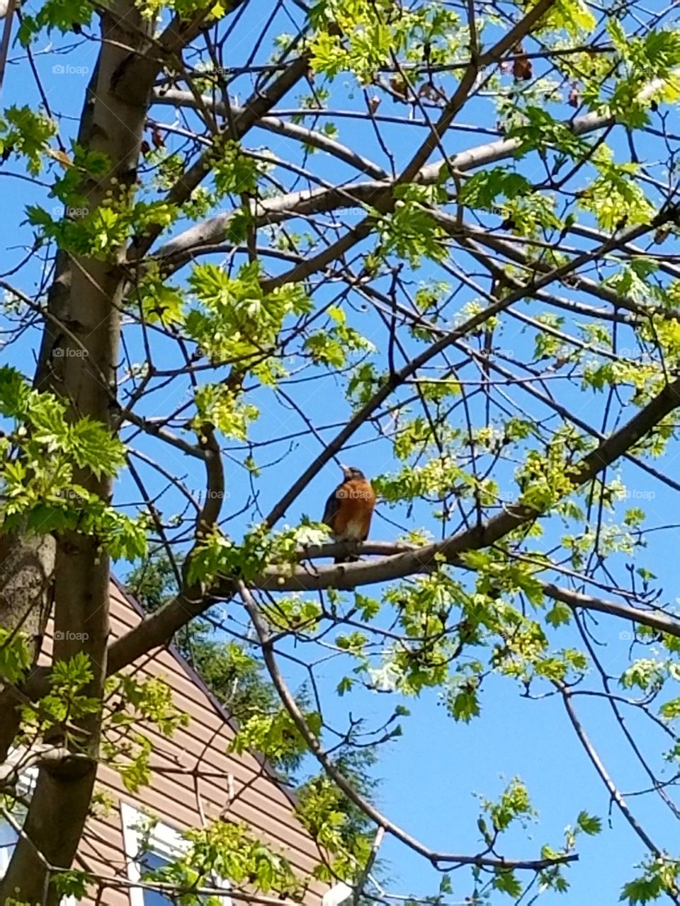 a robin sitting in a tree