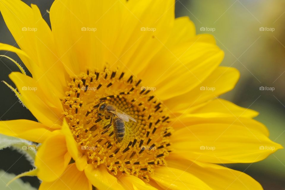 Bee feeding on sunflower