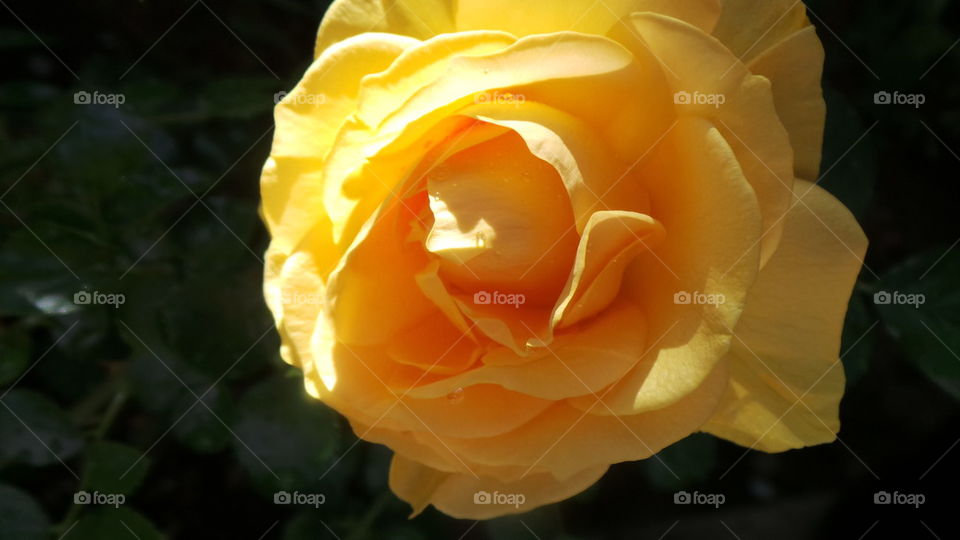 Yellow Rose