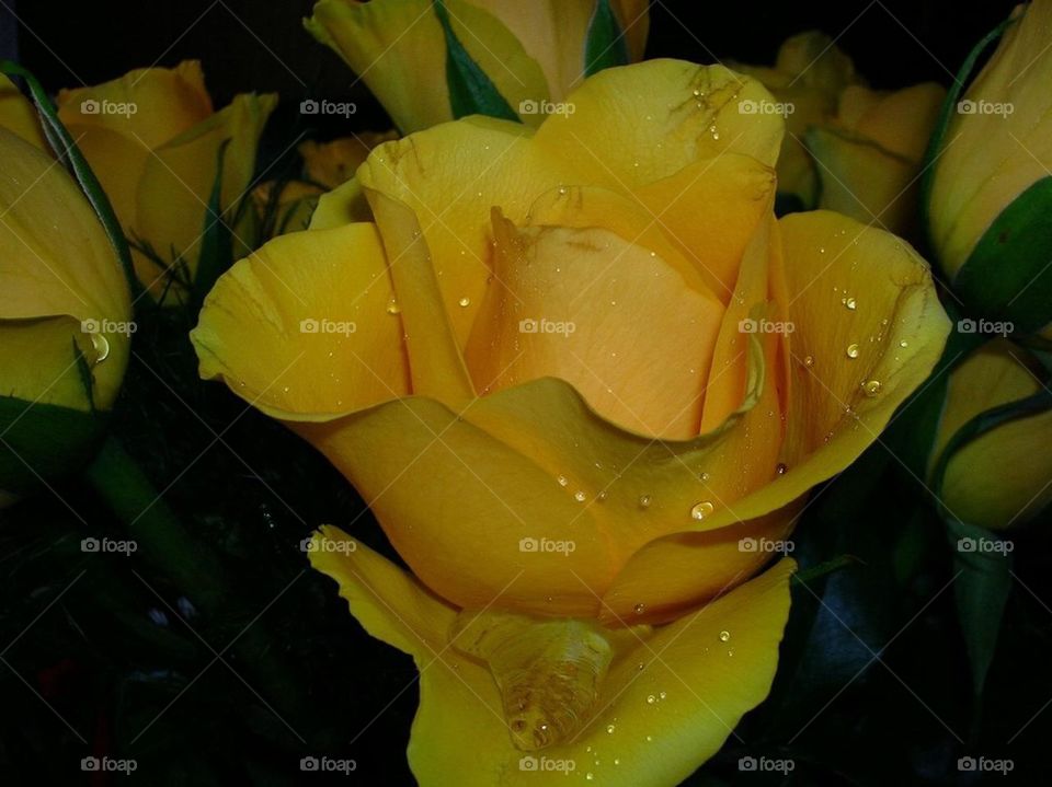 Yellow rose