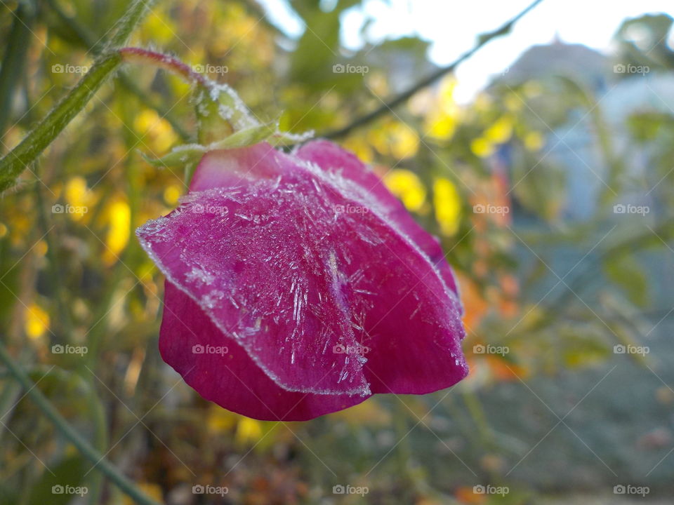 Pink sweet pea under frosty grasp