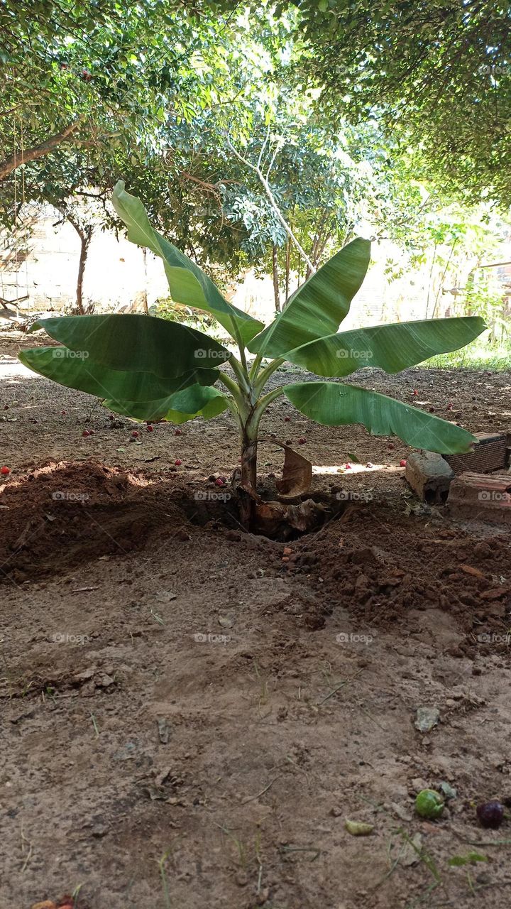 Caturra banana seedling