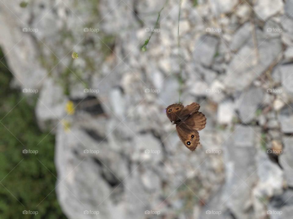 a butterfly midflight
