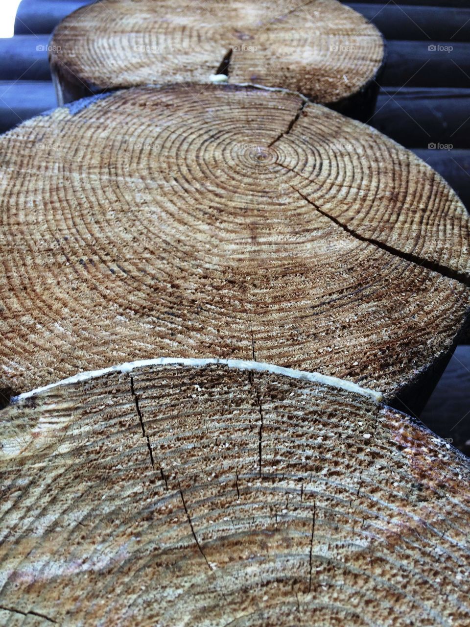 Tree cut log ring circles
