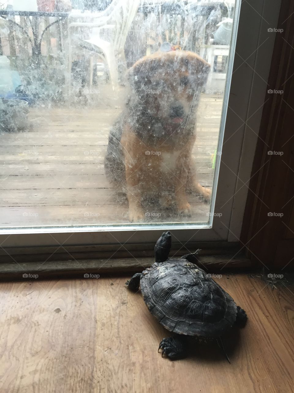 watching turtle