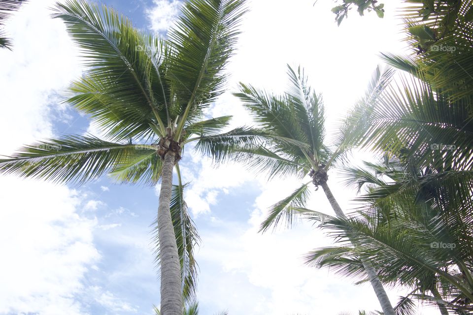 Palm, Tropical, No Person, Tree, Coconut