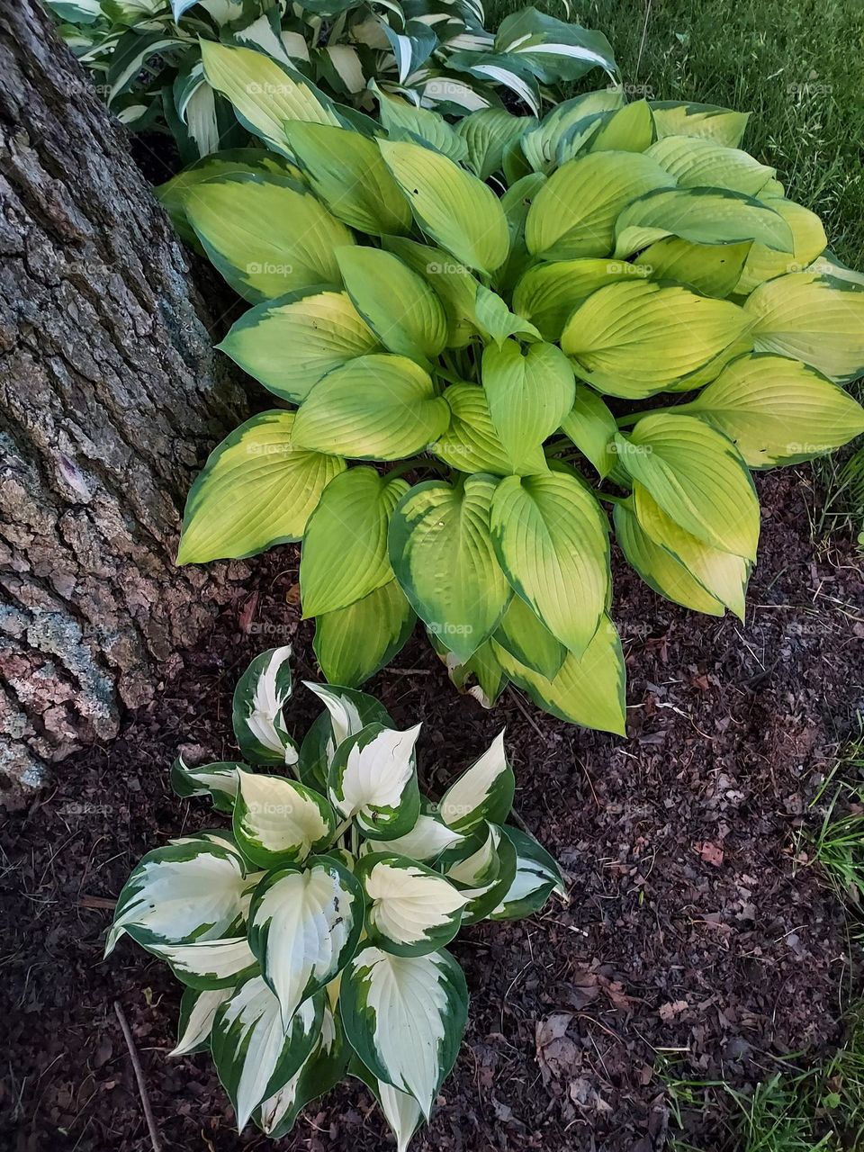 colorful green and white hostas
