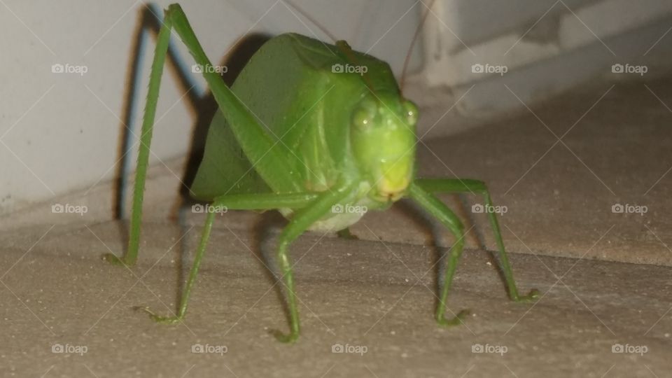 Close-up of grasshopper