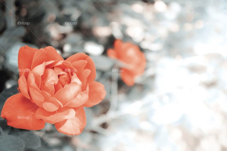 Nature, No Person, Flower, Rose, Leaf