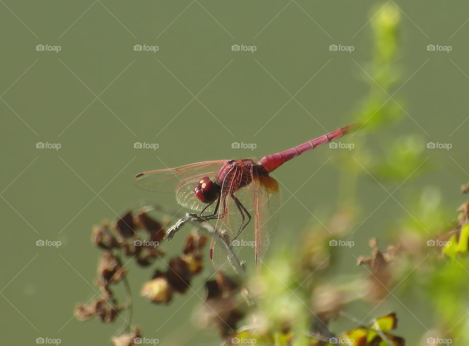 red dragonfly