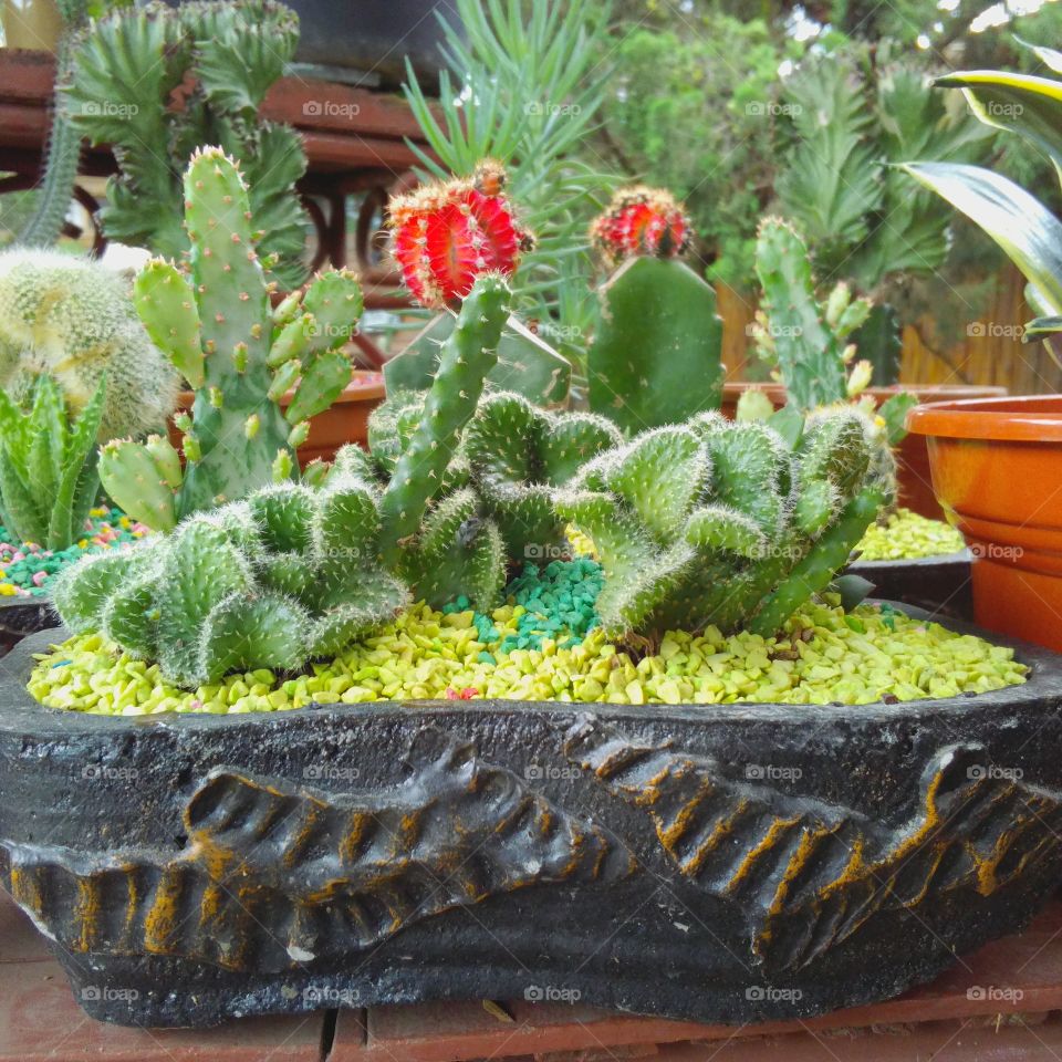 cactus and succulents