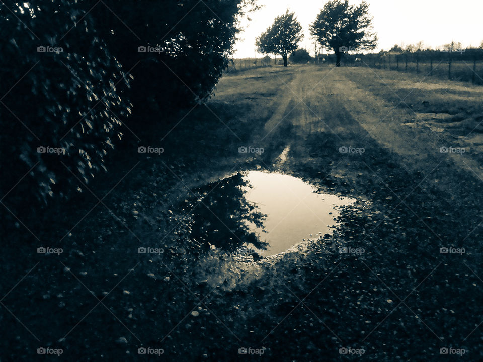 Reflection of tree on road