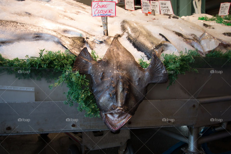 Fish market 