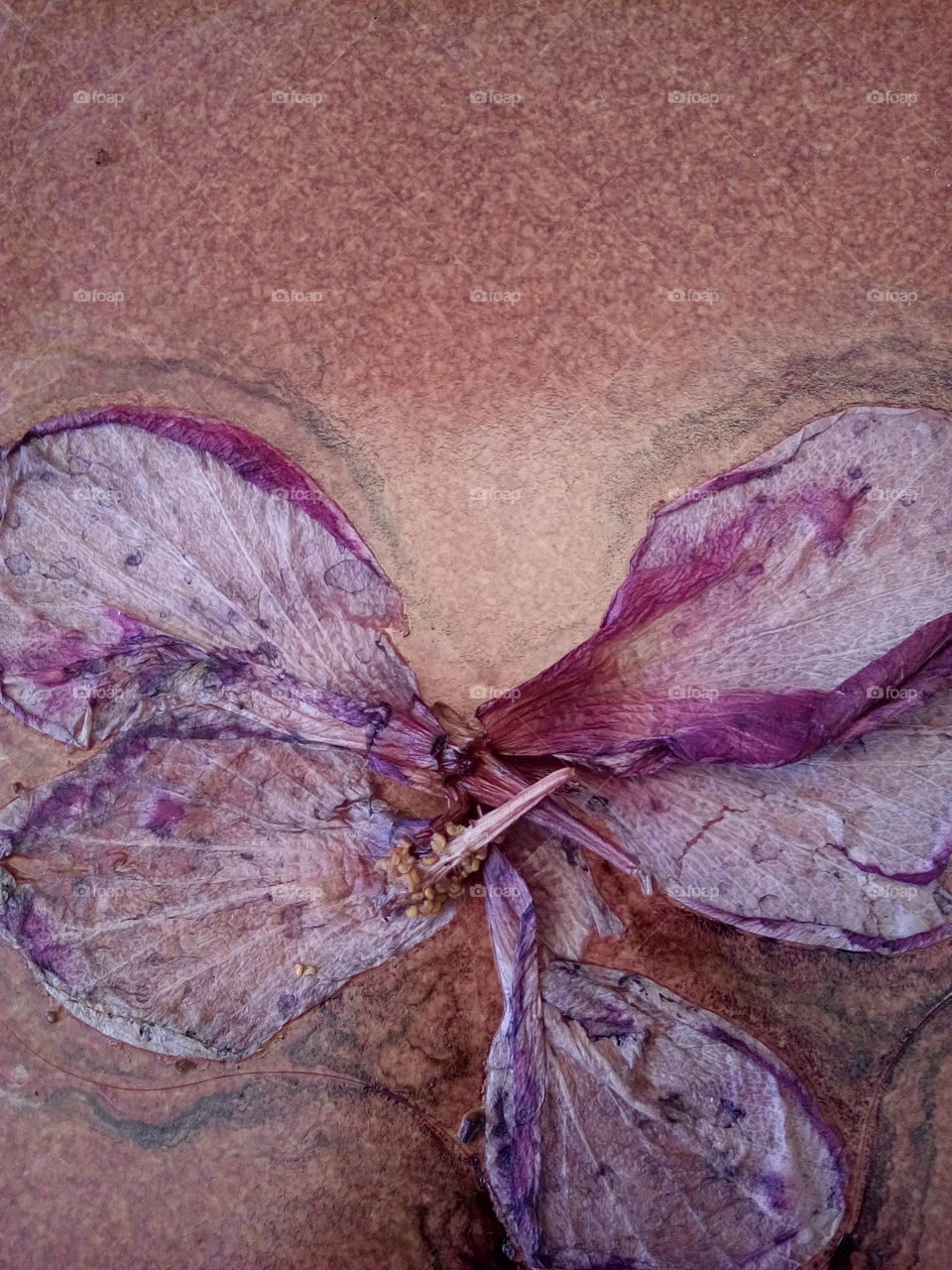 Dried Purple Flower
