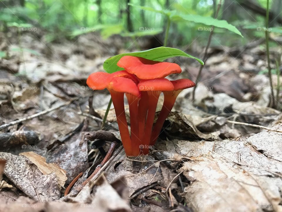 A family of red mushrooms sprout through the ground after a recent rainfall. They took cover beneath the shade of a single leaf. 