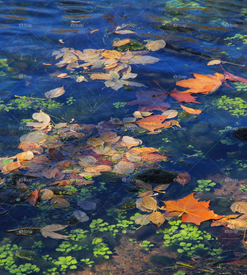 Fall leaves floating in the water