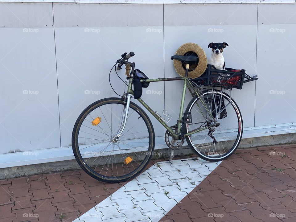 Cute dog in the basket of a bicycle 