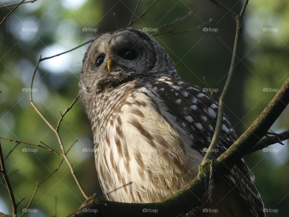 Cute fat barred owl 