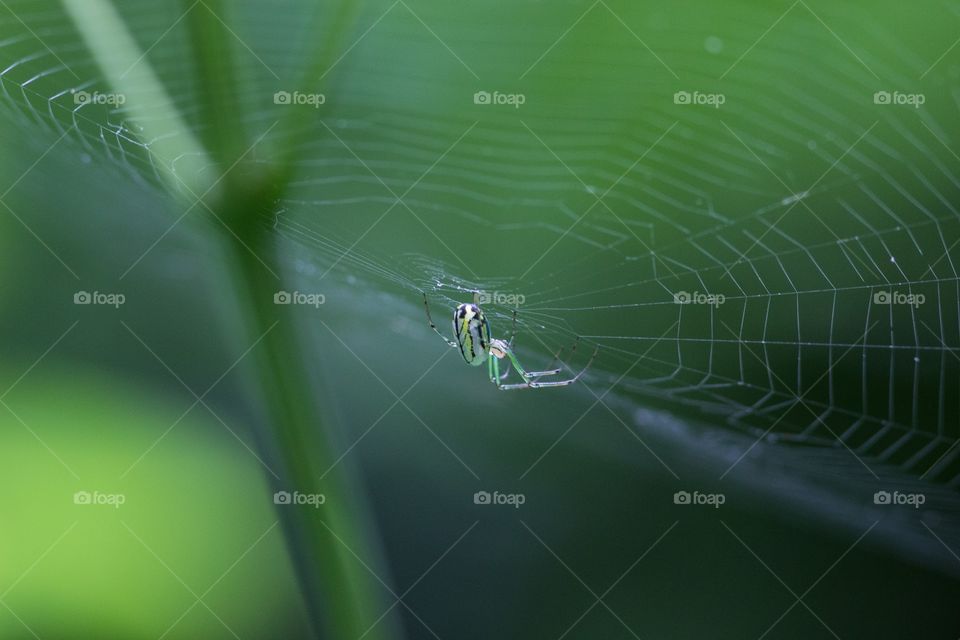 Orchard orbweaver lounging on a web during a rainy day