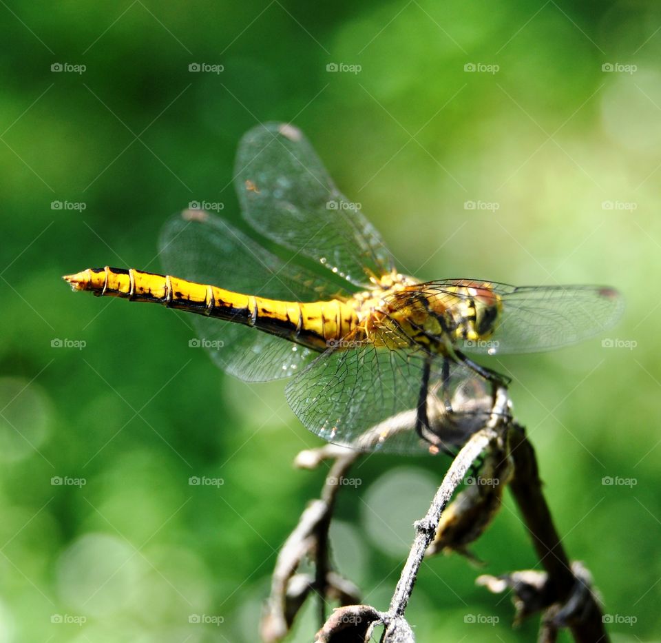 Close-up of yellow dragonfly