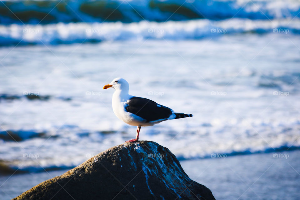 Bird on a rock