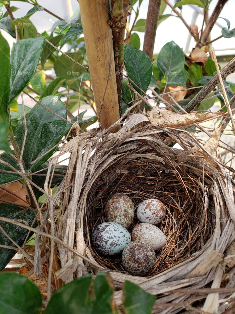 Cardinal bird eggs