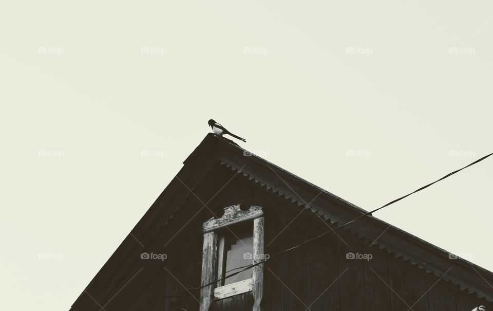 bird on a roof wooden house composition