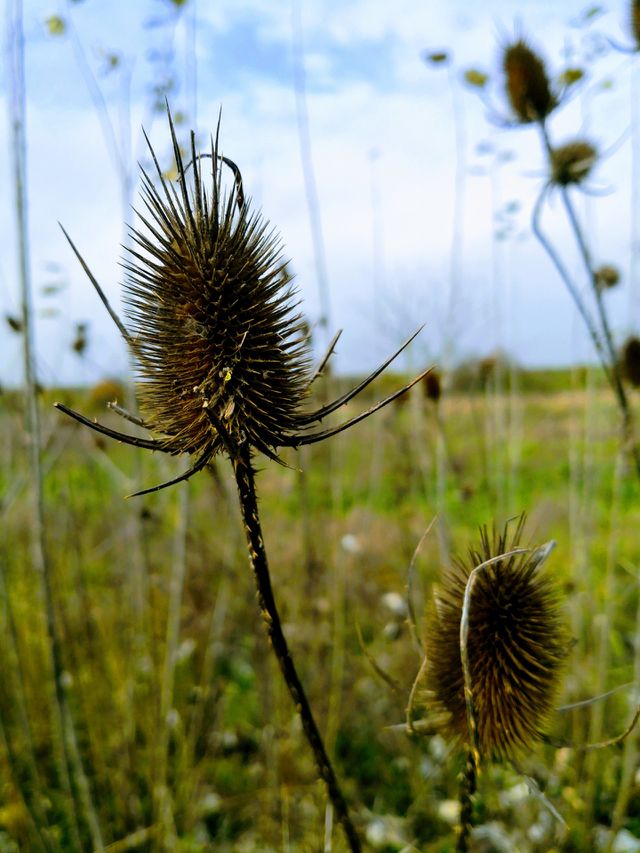 spiny plant