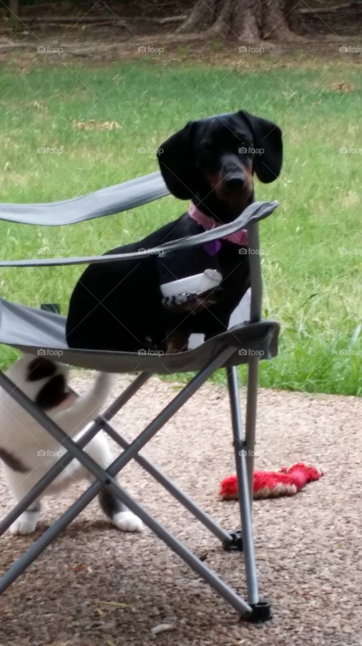 bitsy relaxing. my dog decided to jump on the chair and relax after chasing the squirrels