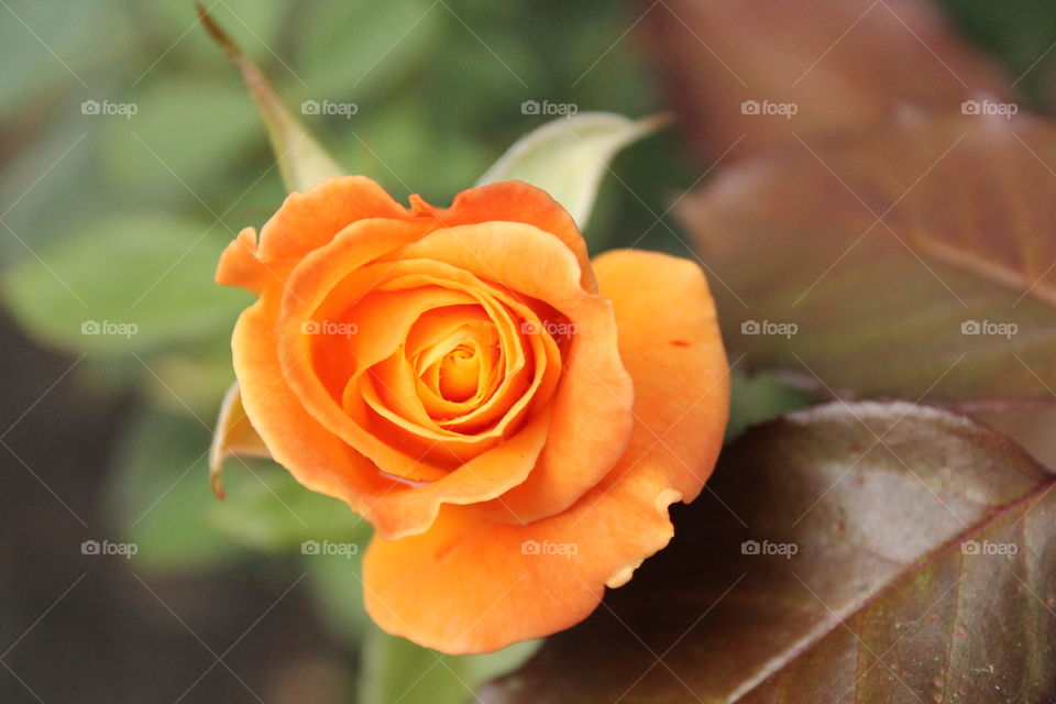 Soft Orange Rose 