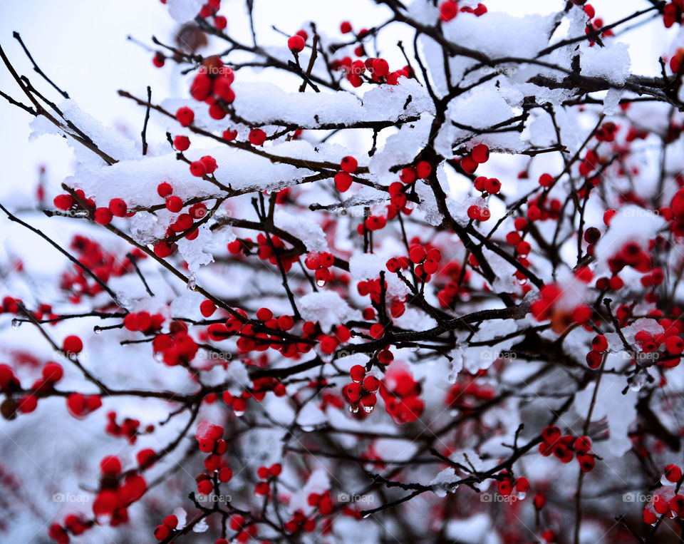 Snow covered red berries on tree