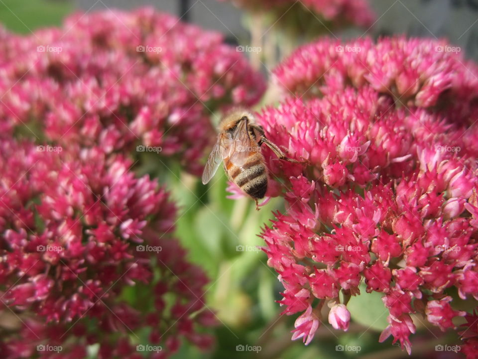 Busy bees in my garden. 