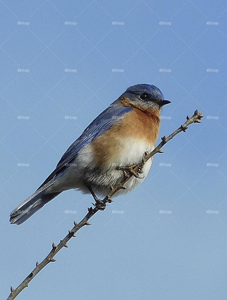 Bird Watching - Eastern Blue Ird on the tree branch - There's no other way to say it: Birds really do make us happy. Pop With their voices, plumage patterns, colors, and antics, birds invite us to learn about them 