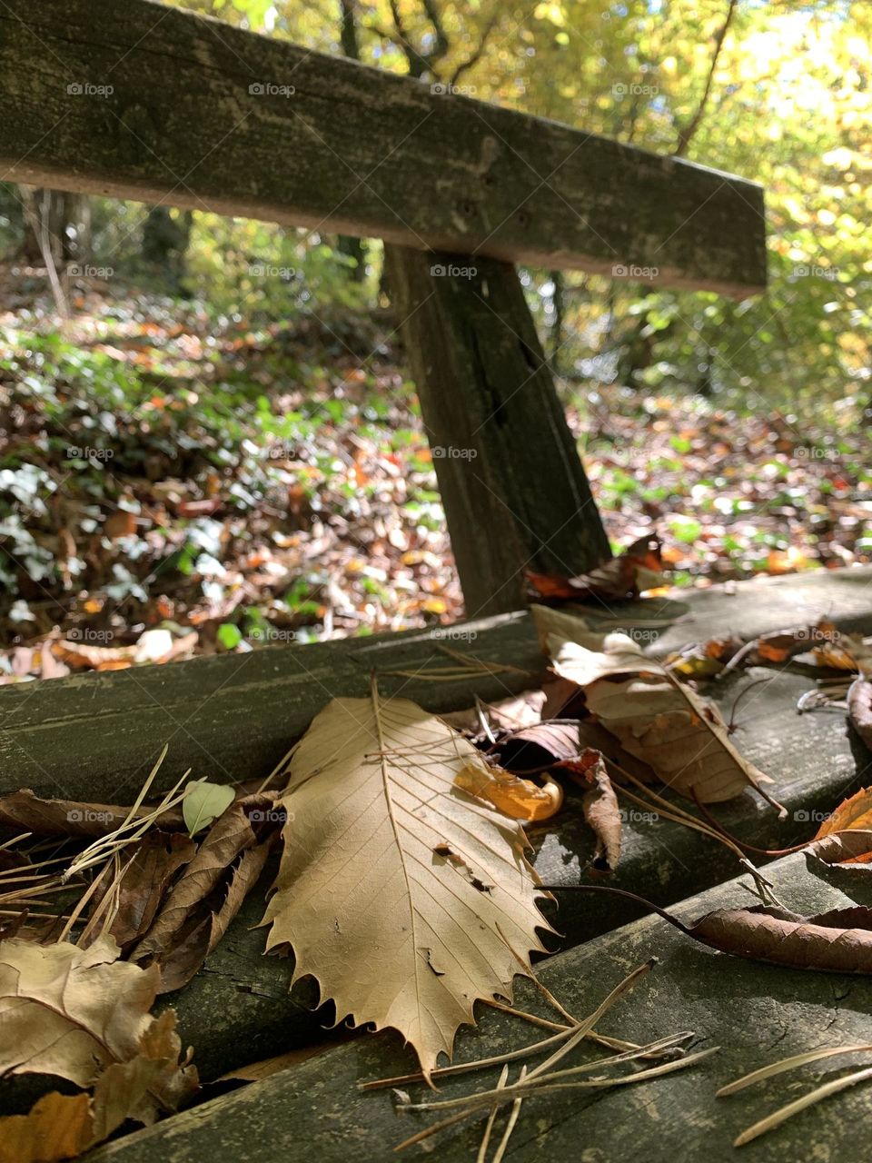 detail of an old bench covered with leaves in an autumn forest