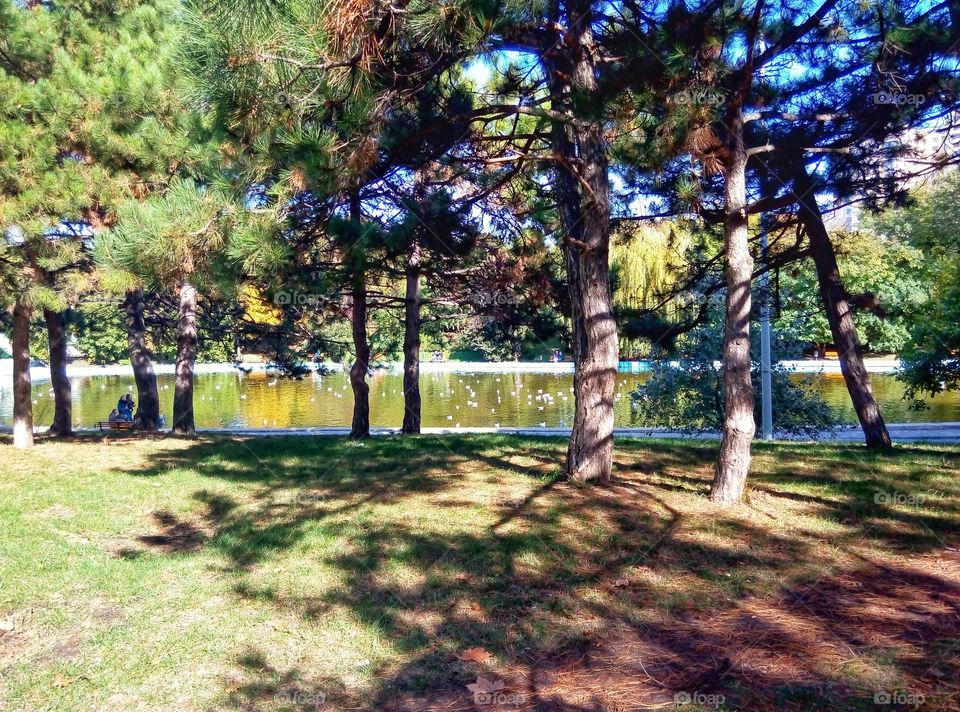 trees shadow деревья тень