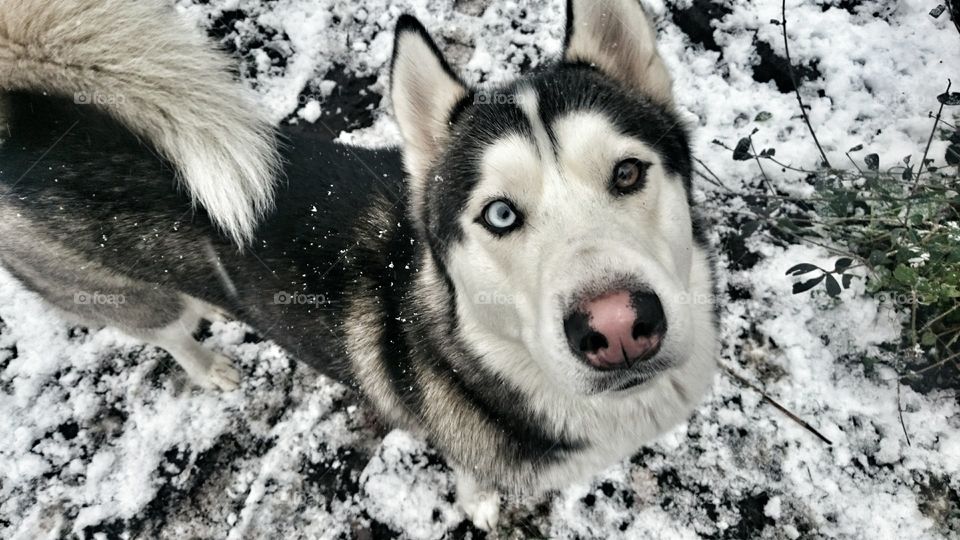 Husky 