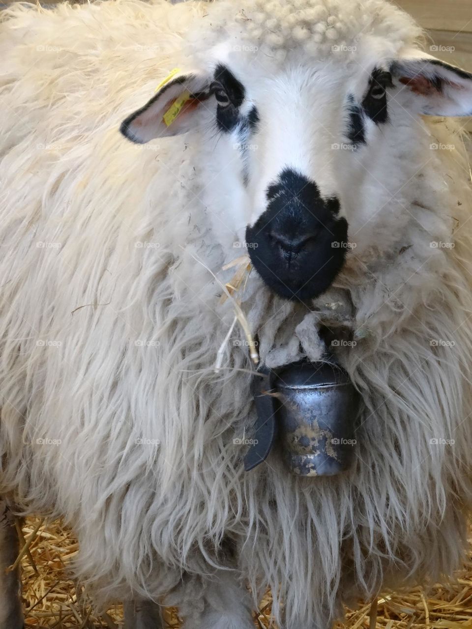 Sheep bell ring ...