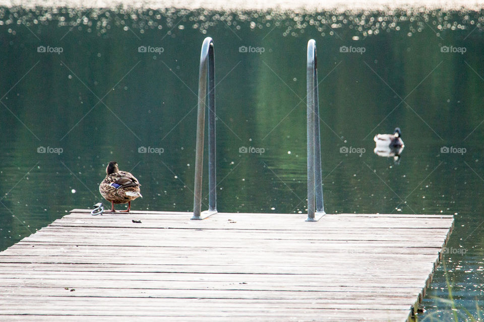 Ducks looking at each other 