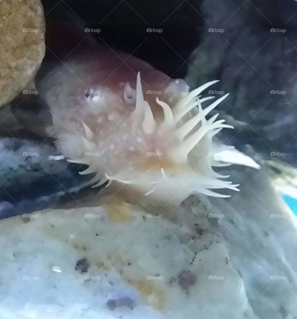 Albino Bristlenose Pleco