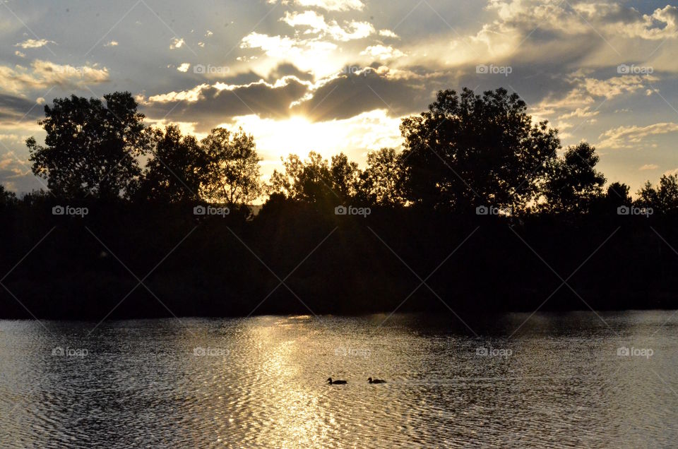 Duck's swimming in lake during sunset