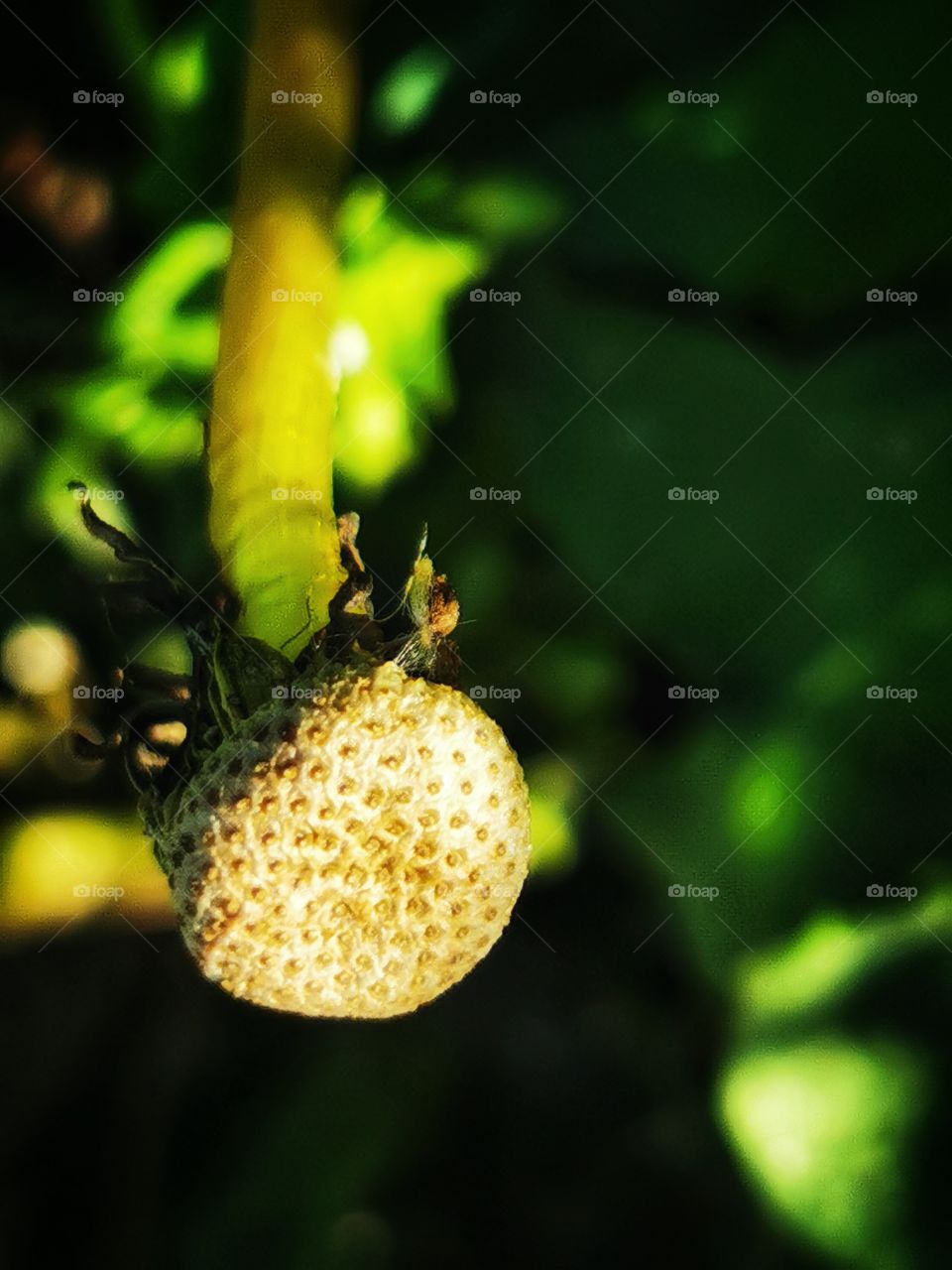 Macro plant flower beauty nature construction design decor view outside outdoor day part details fluffy capture bunch Flow field green grow grass